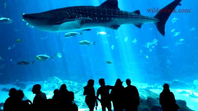 History and Habitat of the Whale Shark