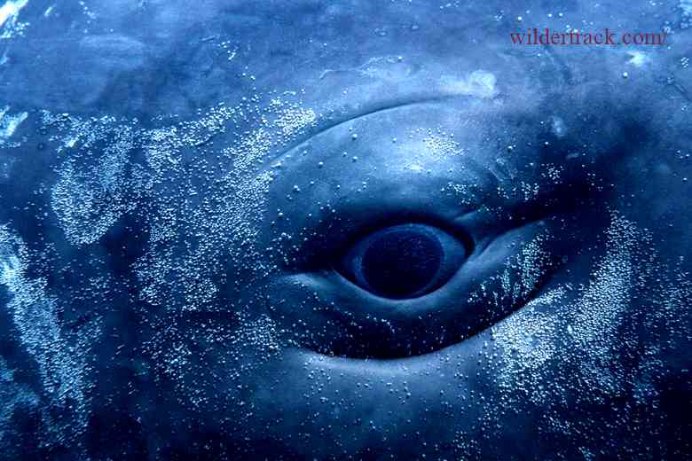 Types of Whales and Eye Characteristics