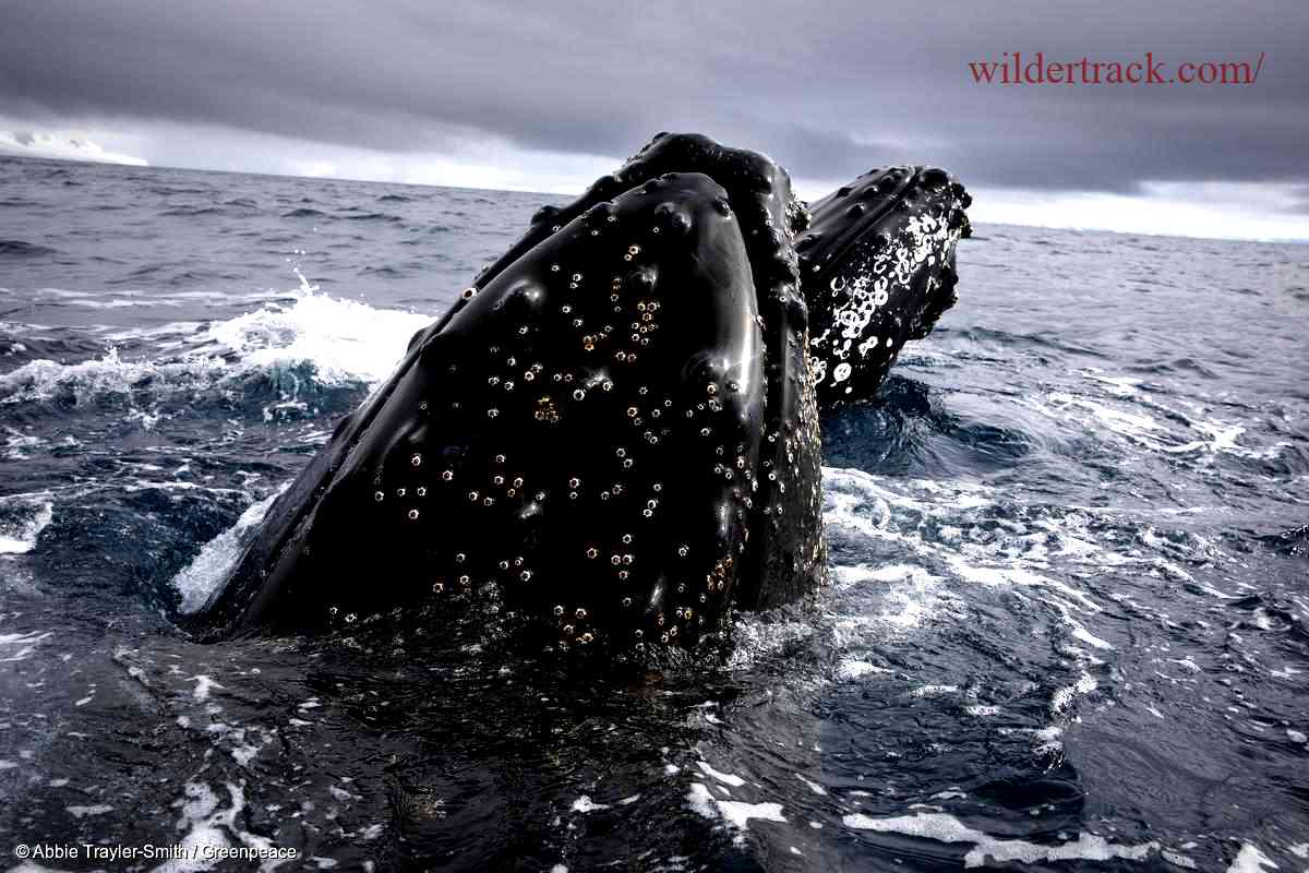 Current Laws and Regulations on Humpback Whale Hunting