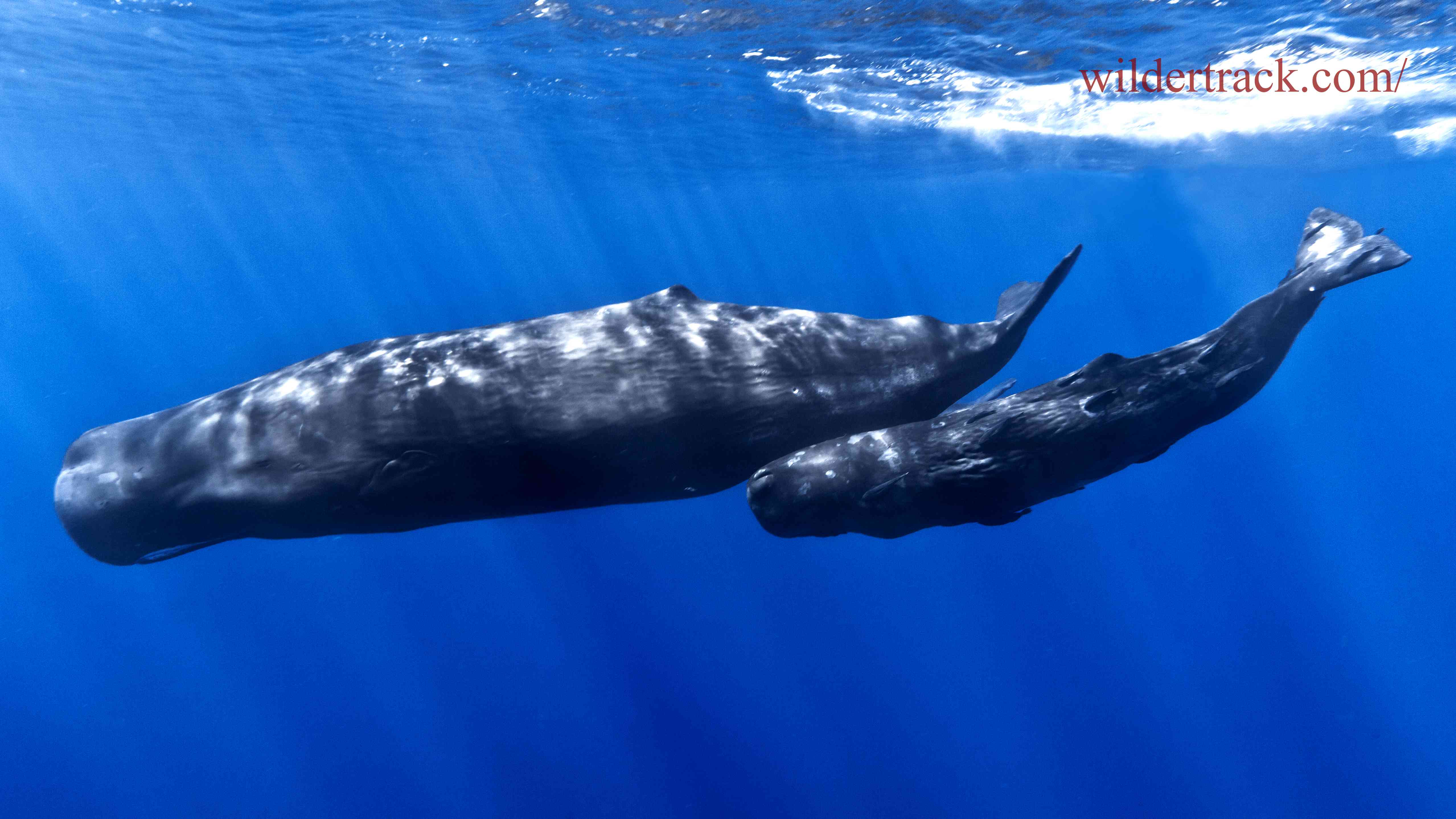 The Results: Stunning Pictures of Sperm Whales