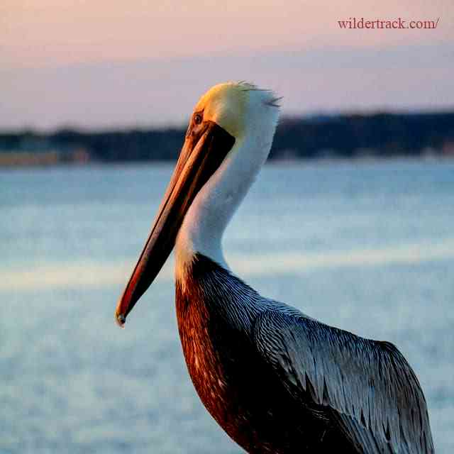Types of Birds to Look For in Pensacola