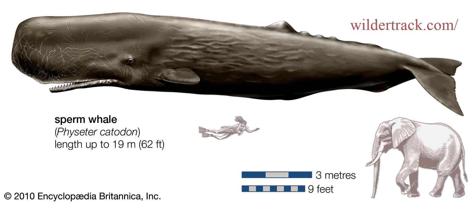 Habitat Insights of Sperm Whales