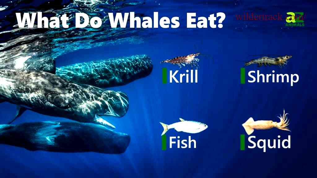 Types of Whales and Their Diets