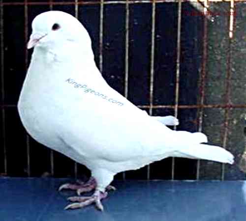 Where to Find King Pigeons for Sale