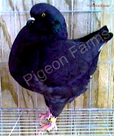 Caring for Your King Pigeon