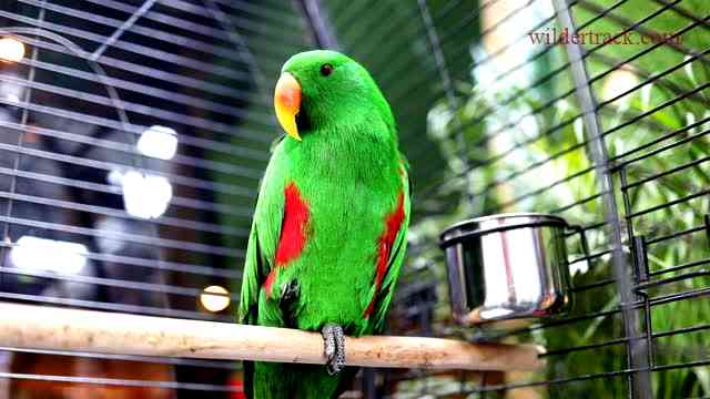 Types of Big Parrots we have for Sale