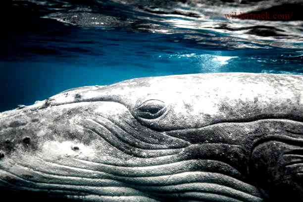 Communication through the Humpback Whale Face