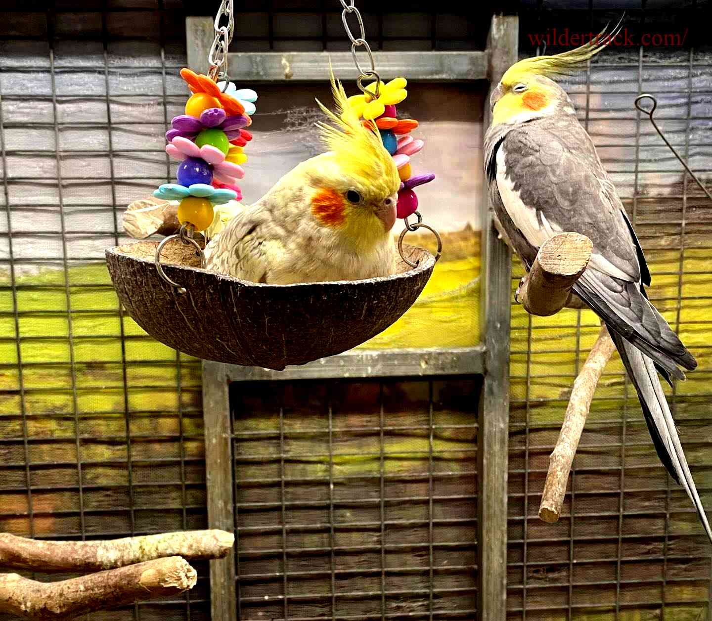 Where to Buy Male Cockatiel?