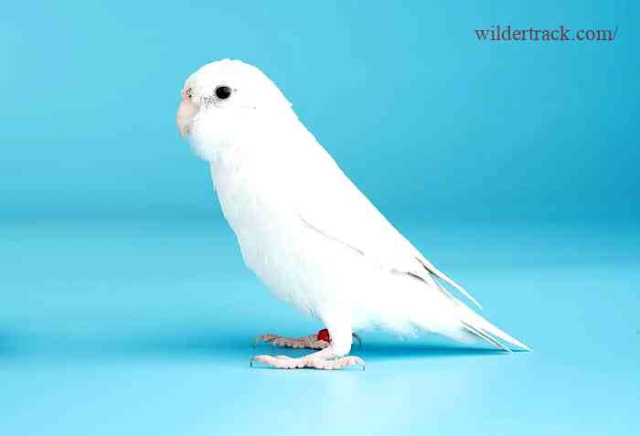 Training and Bonding with Your Parakeet Lutino