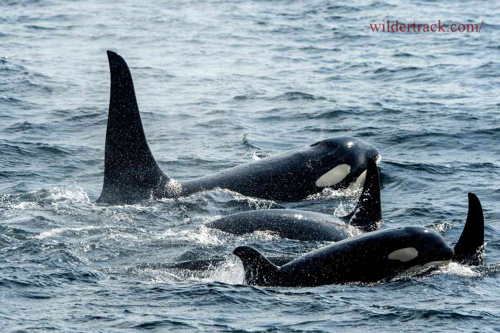 What Do Killer Whales Eat?
