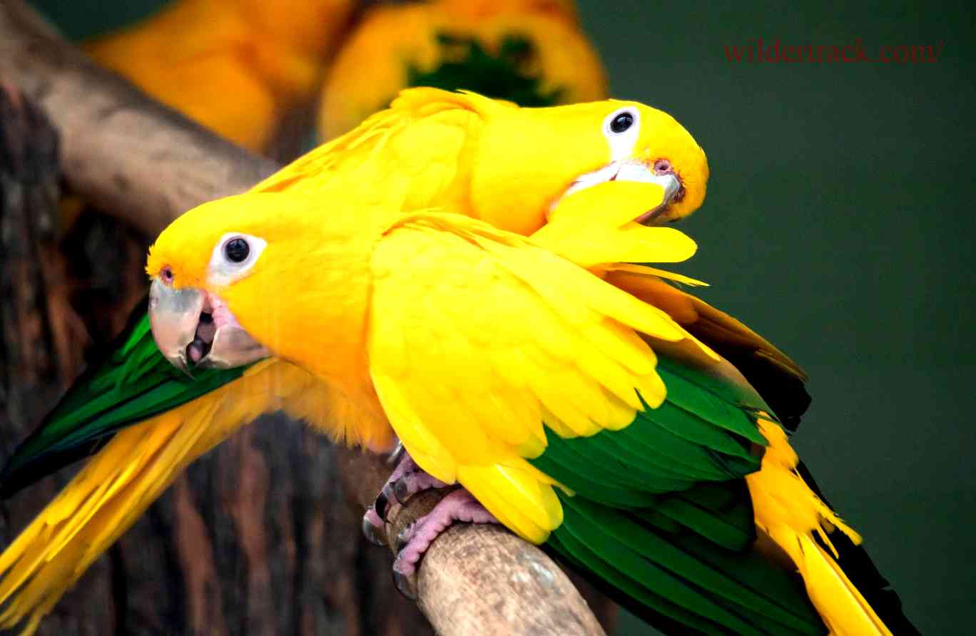 Benefits of Owning a Golden Conure