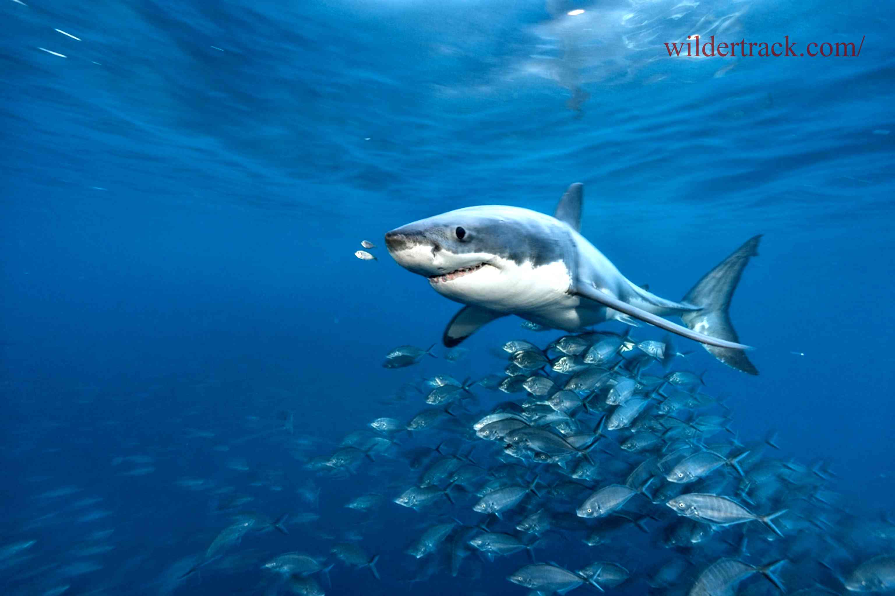 What is a Great White Shark?
