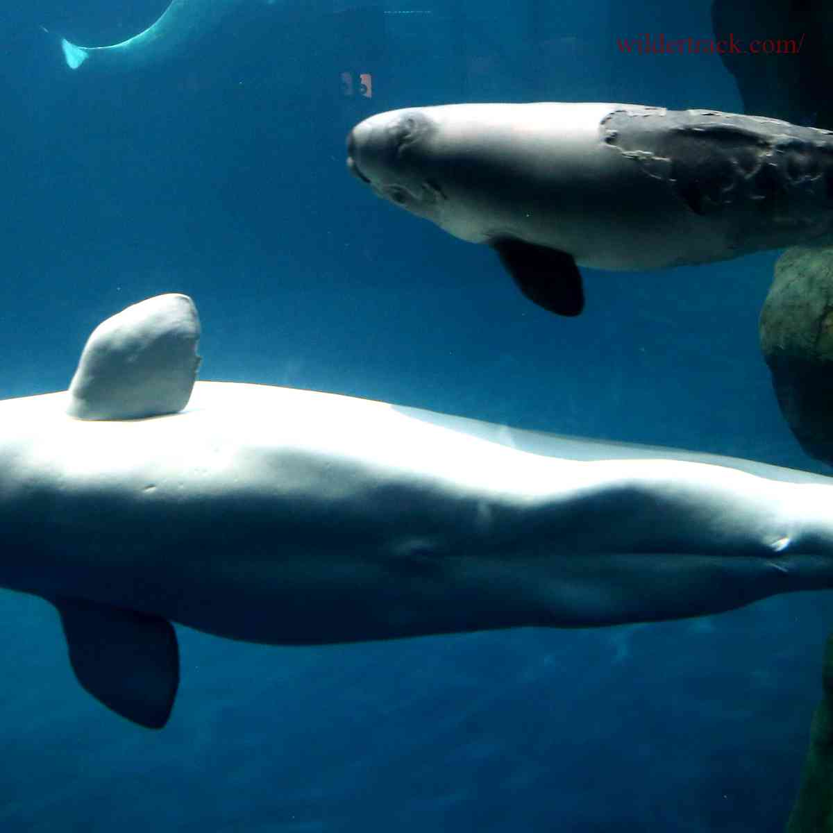 Defining Beluga Whales and Their Habitat