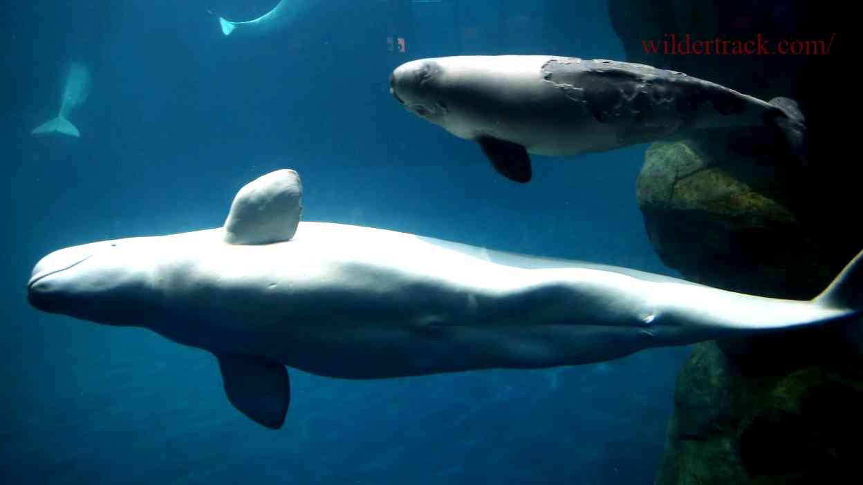  Fact #2: Beluga Whales Have Adapted to Life in the Arctic 