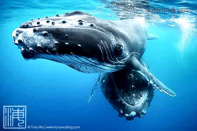 Humpback Whale Face Structure