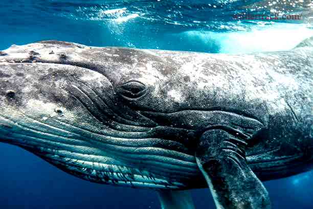 The Physical Characteristics of the Humpback Whale