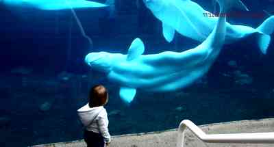 Fact #3: Beluga Whales Can Move Their Neck Vertically and Horizontally