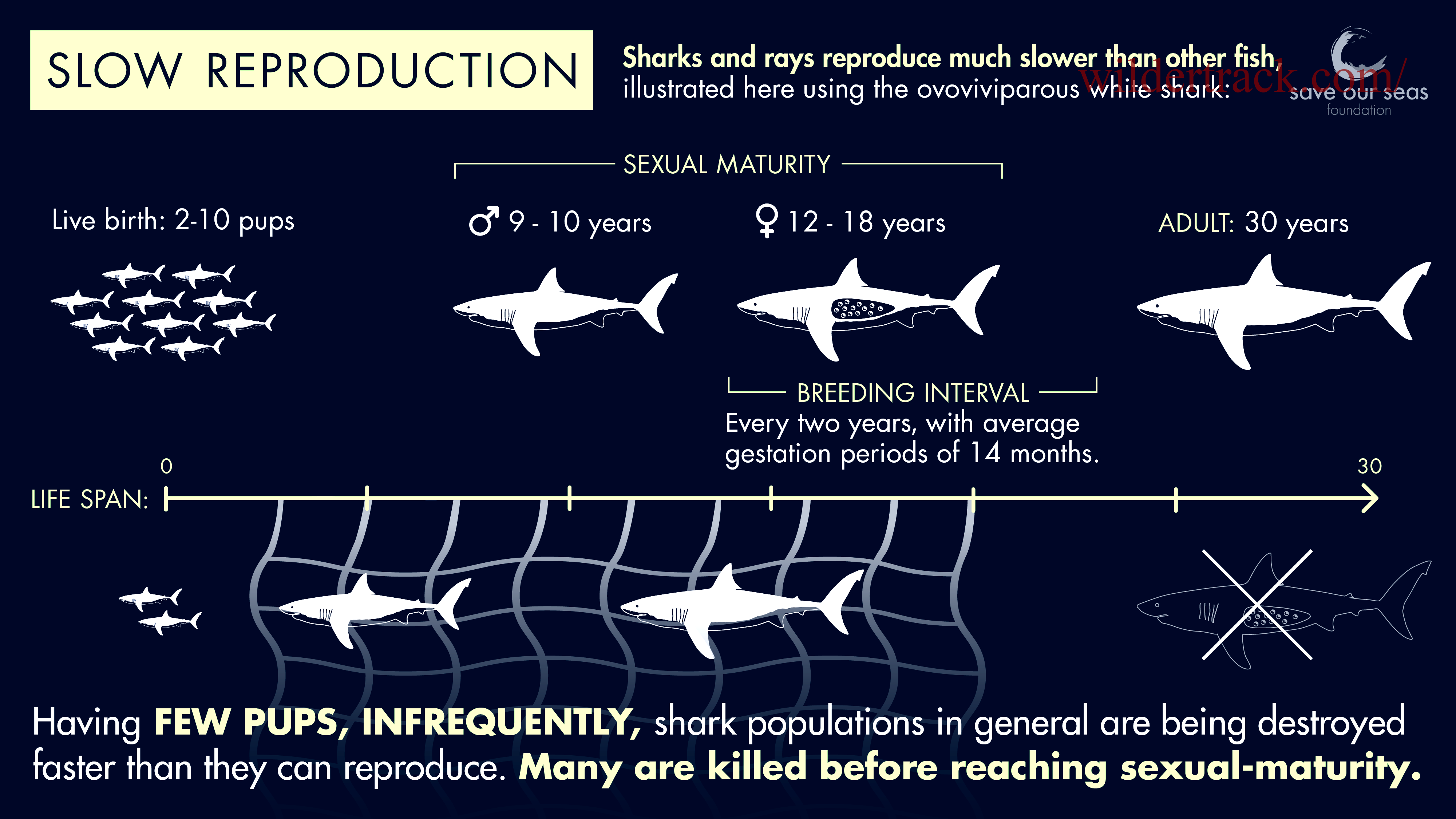 Reproduction in Hammerhead Sharks