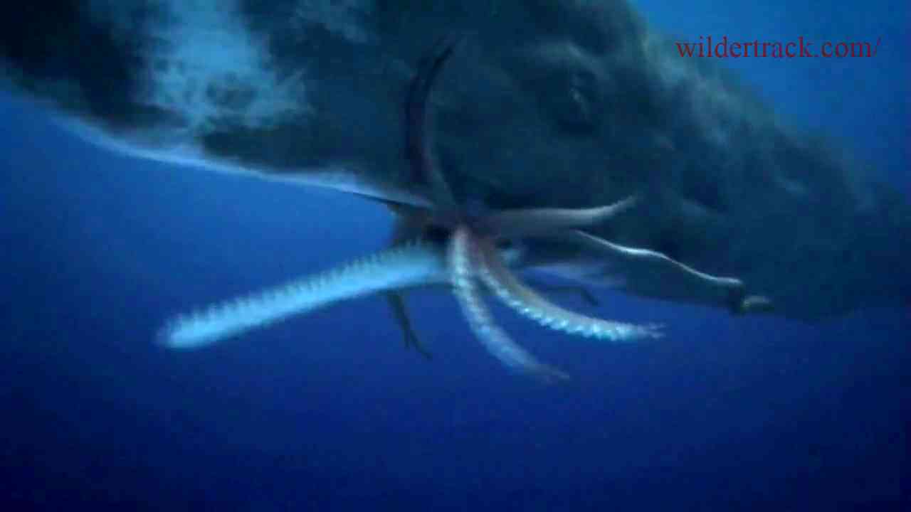 The Mysterious Giant Squid