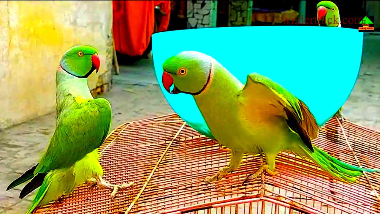 Why Parrots Make Great Pets