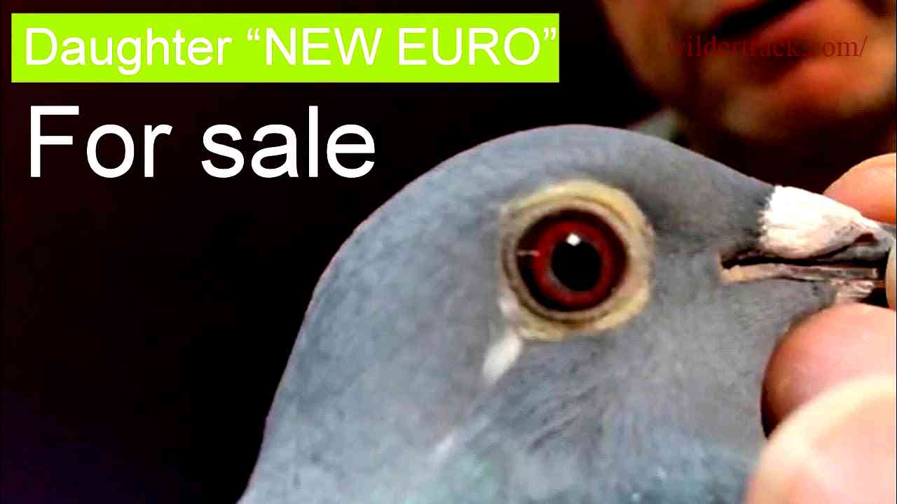 Buying Homing Pigeons for Sale