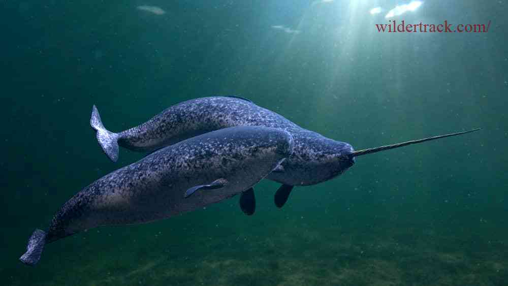 Current Issues Affecting Narwhals