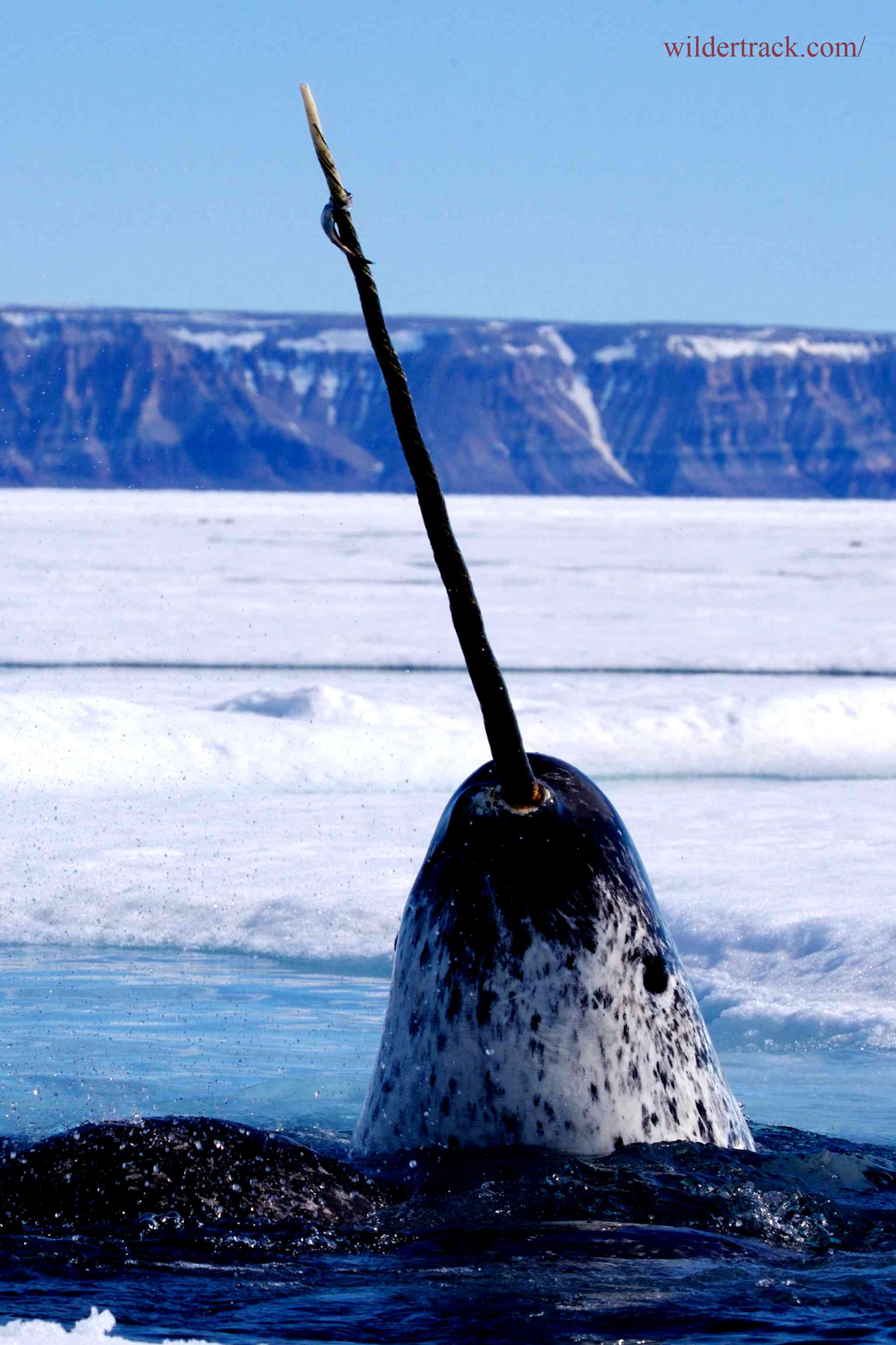 Definition of Narwhals