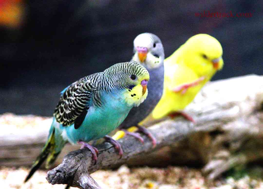 Tips for Bonding with Your Parakeet
