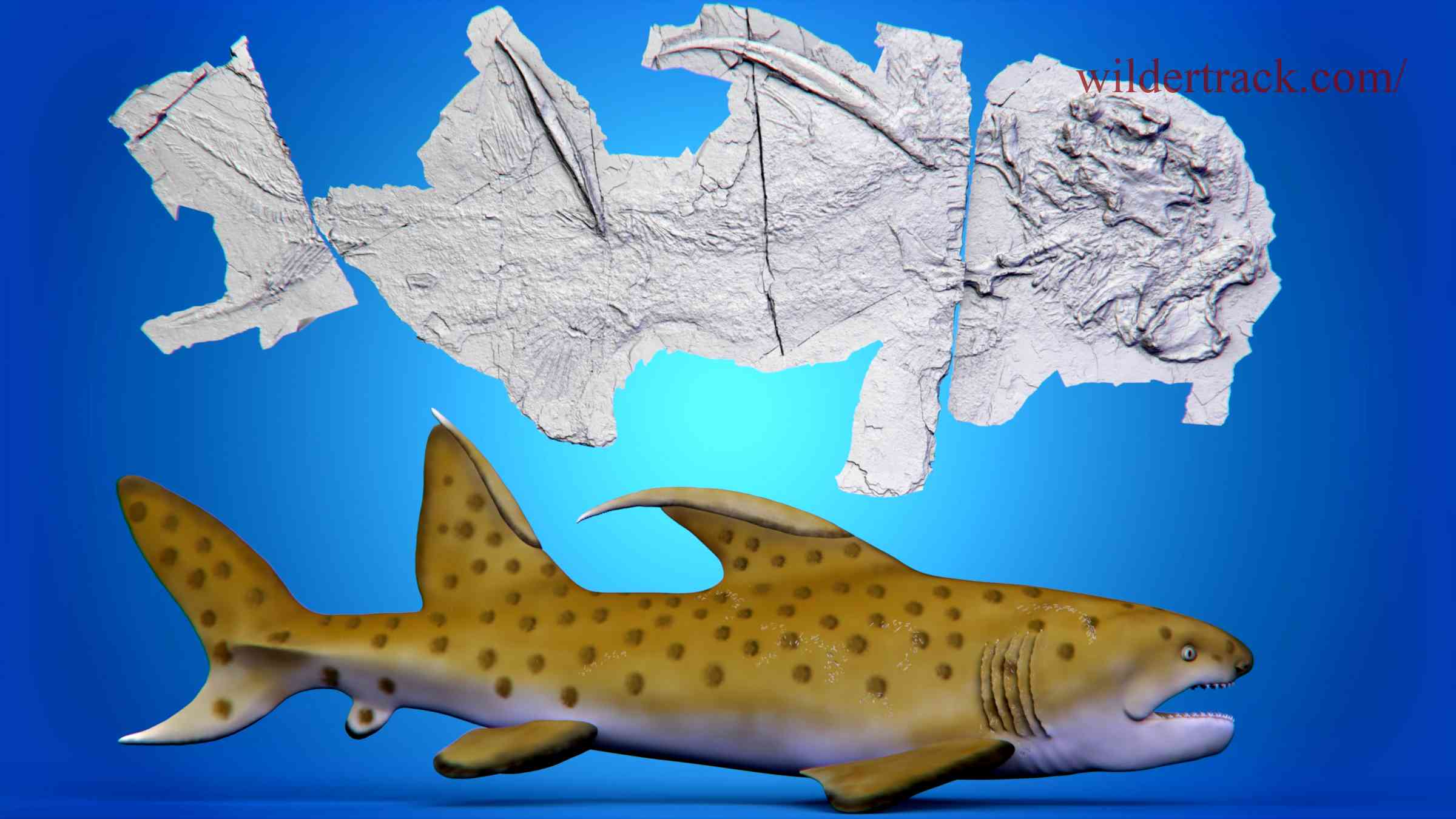  Habitat and Distribution of Hoffman's Dragon Shark 