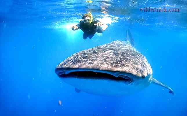Preparing for your Whale Shark Expedition