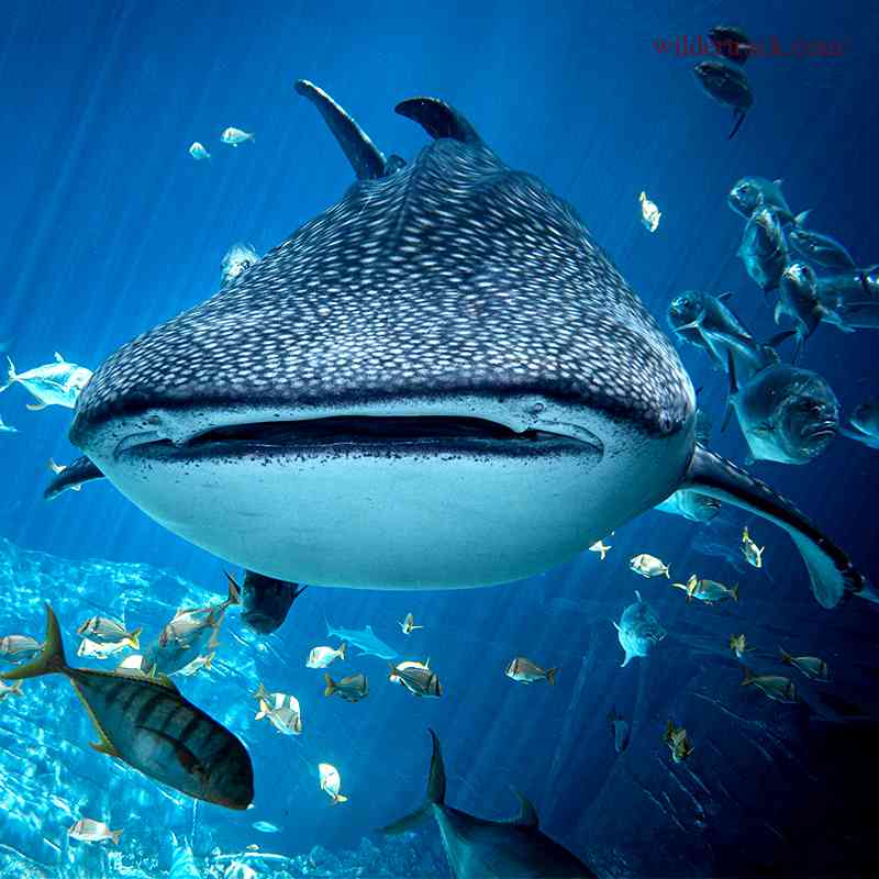 Swimming with Whale Sharks Tips