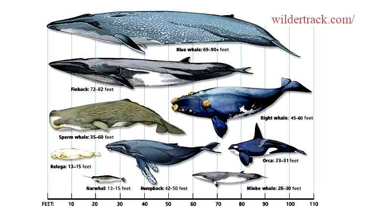 Definition of Whales