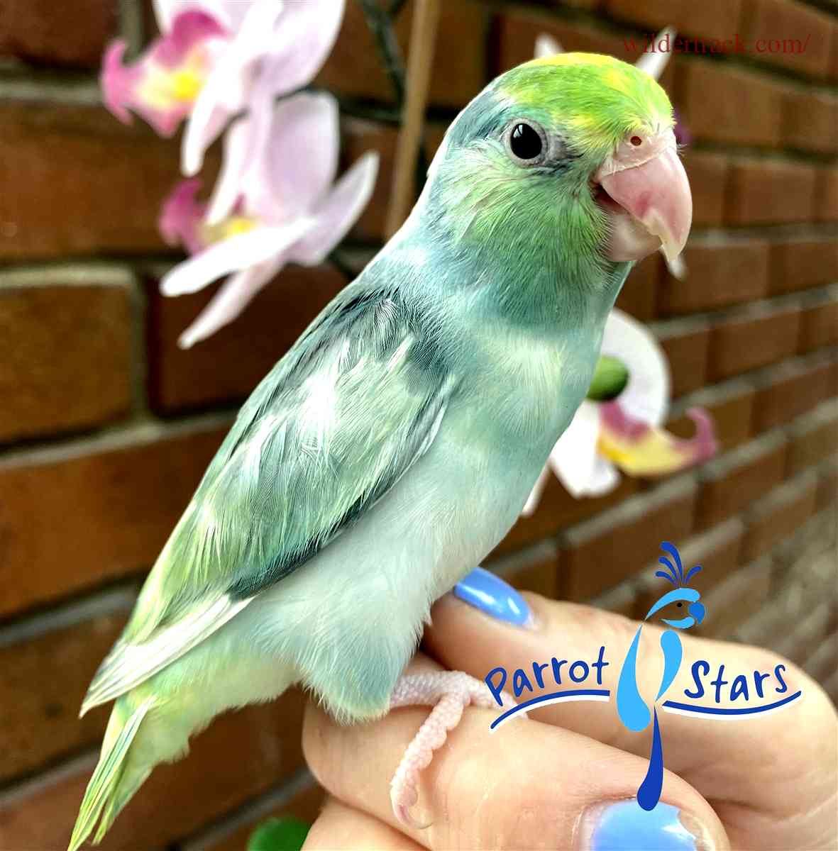 Factors to Consider When Buying Parrotlets