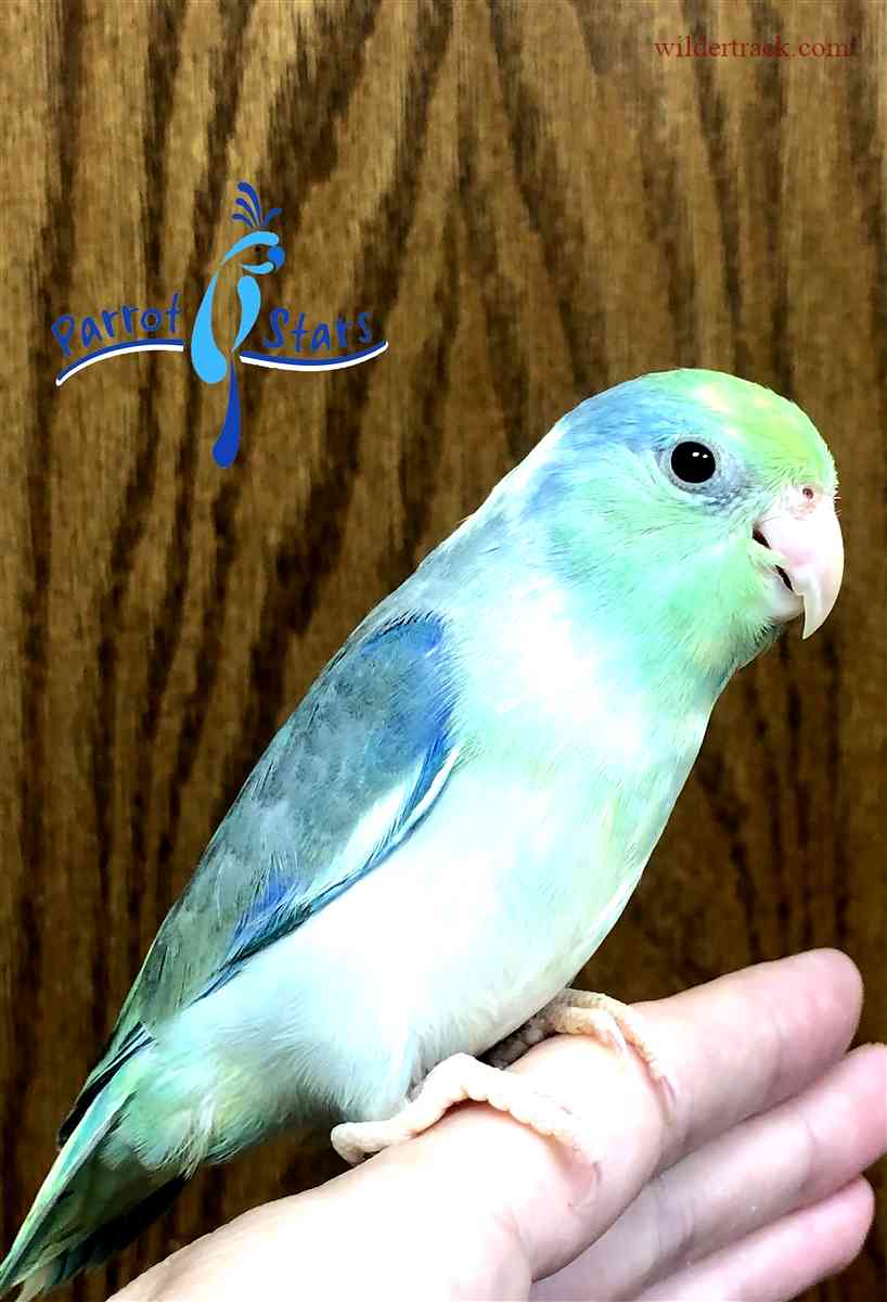 Finding a Reputable Parrotlet Breeder